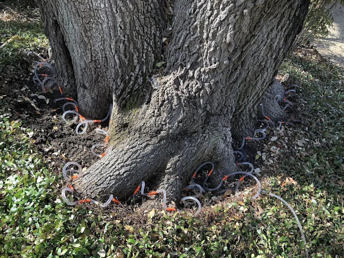 Detailed Tree Cabling and Bracing job site in Boyne Falls